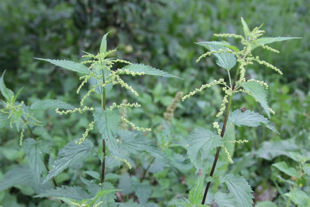 Edible stinging nettle plants with seed pods