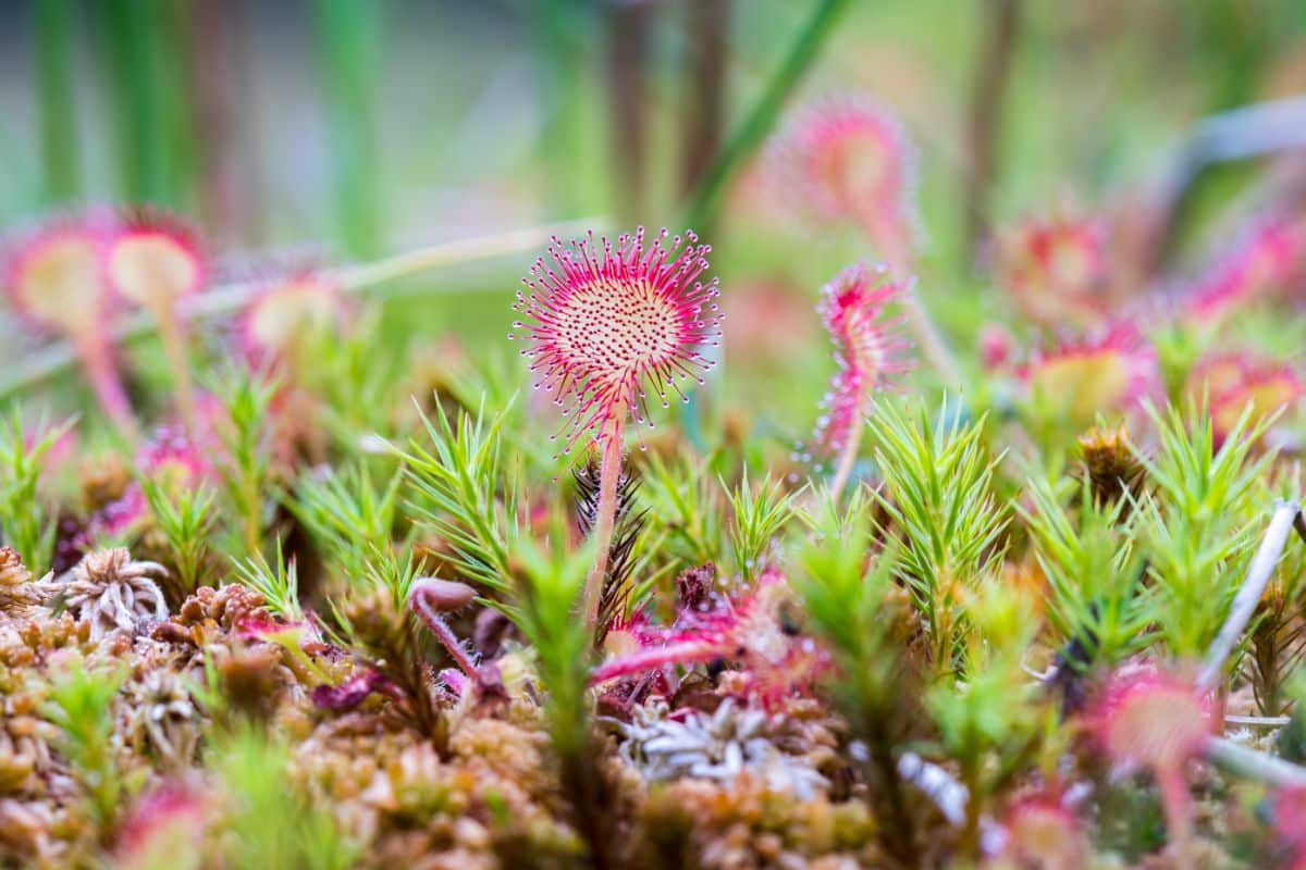 Pink spiky Sundew plant