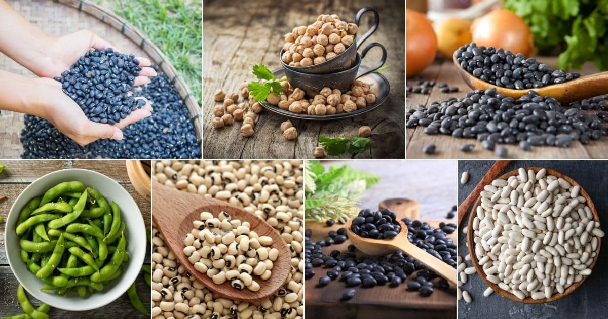 22 Best Dry Shelling Beans to Grow in Your Garden - Gardening