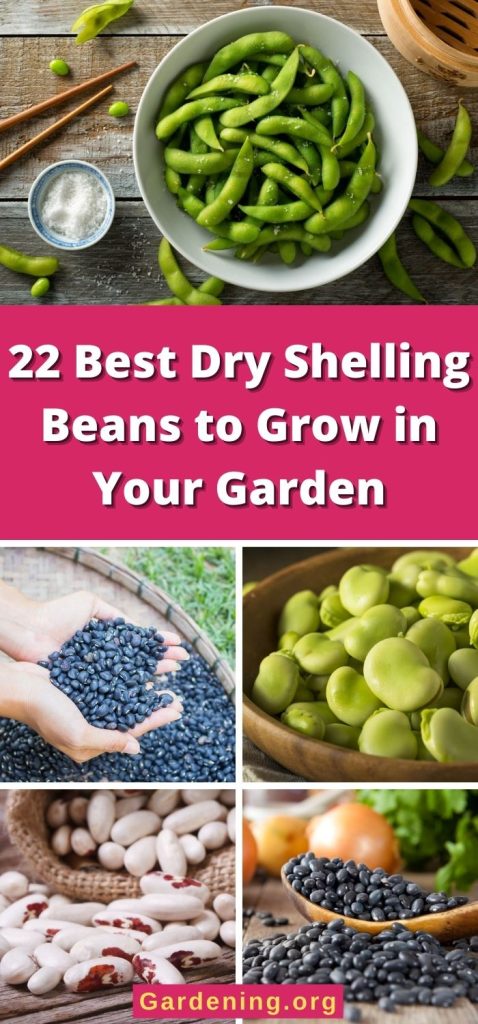 22 Best Dry Shelling Beans to Grow in Your Garden pinterest image.