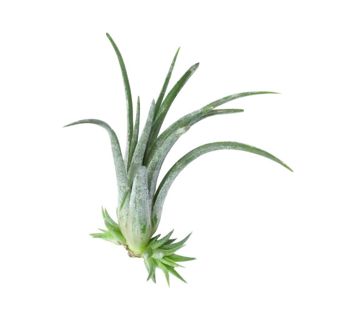 Circinata air plant