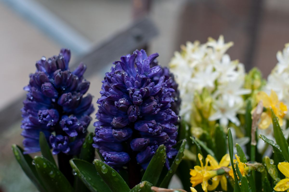 Deep purple Dark Dimension hyacinth flower