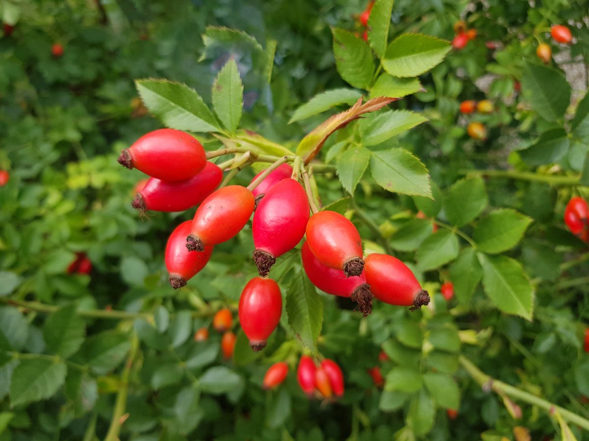 Red, ripe rosehips on a rose bush