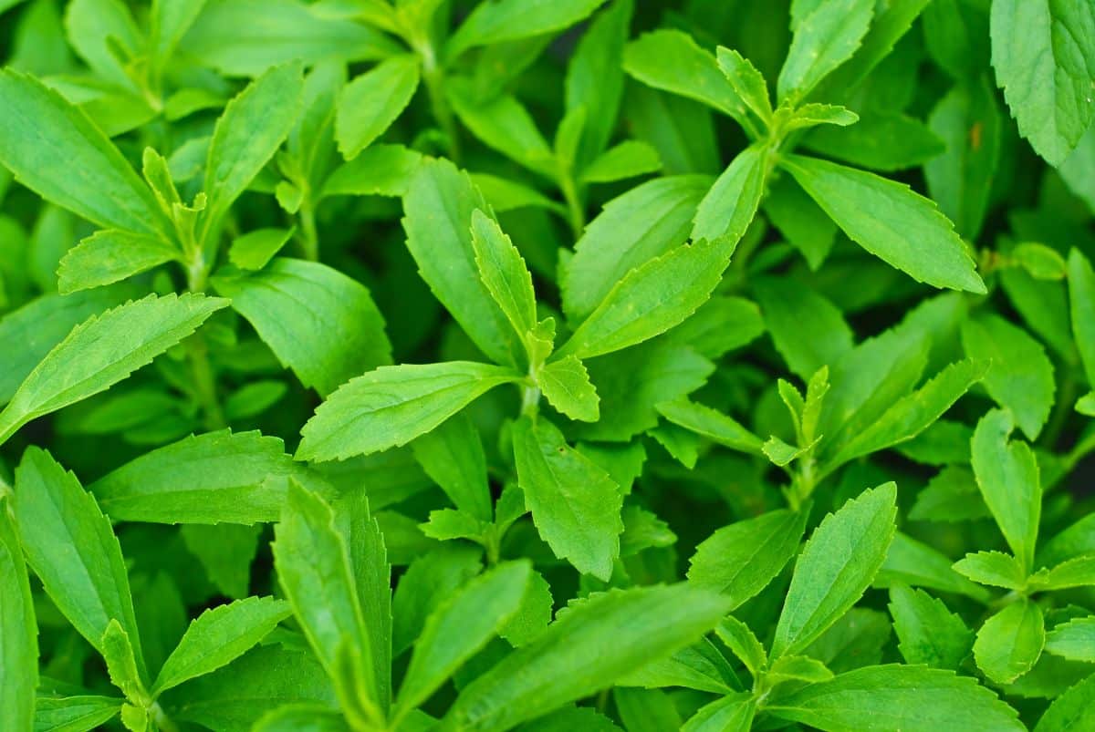 Green leaves of stevia plant