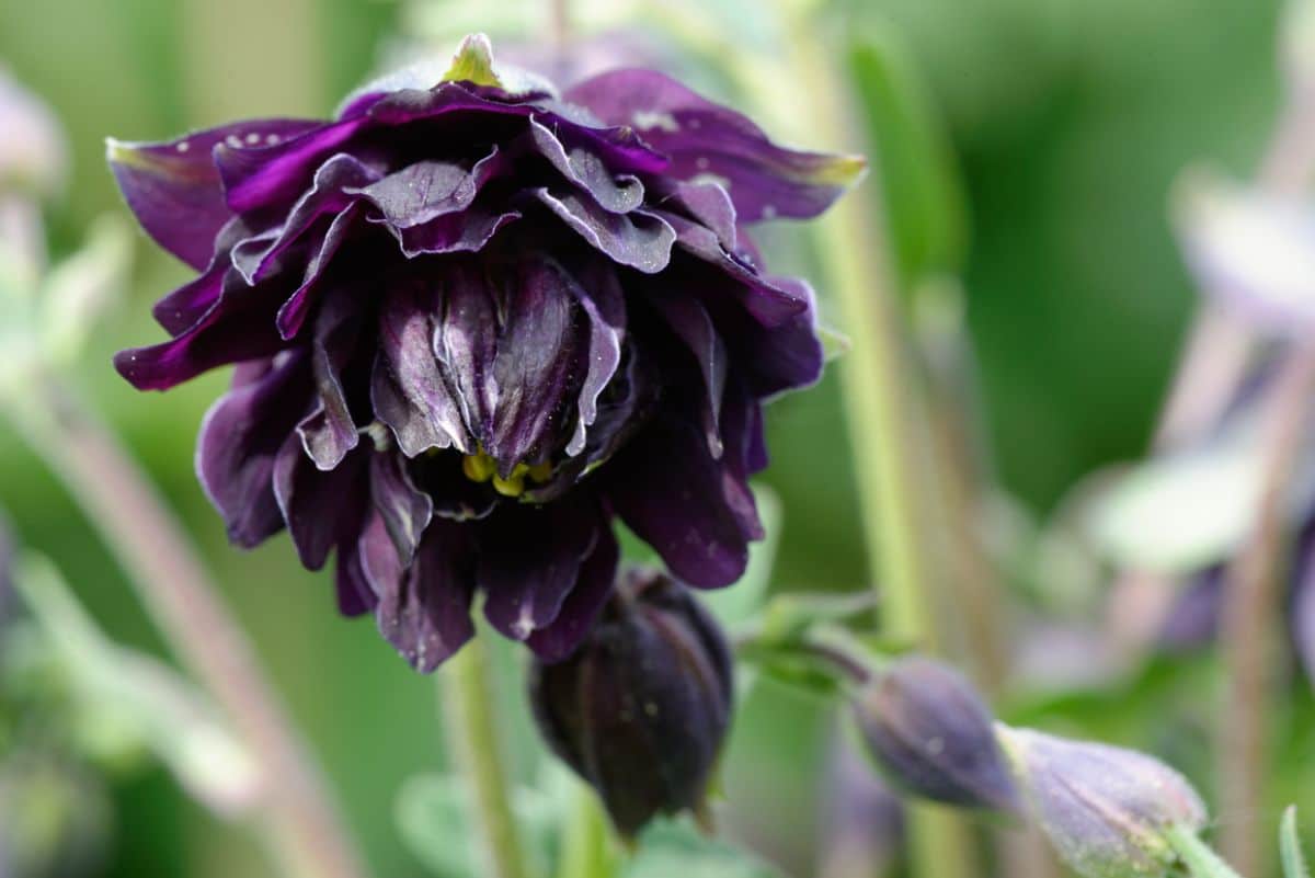 Black Barlow Columbine flower up close