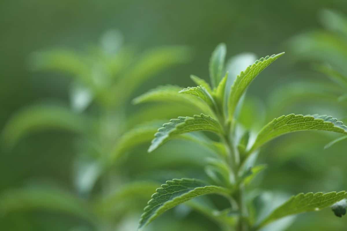 Stevia plant grown as sweetener