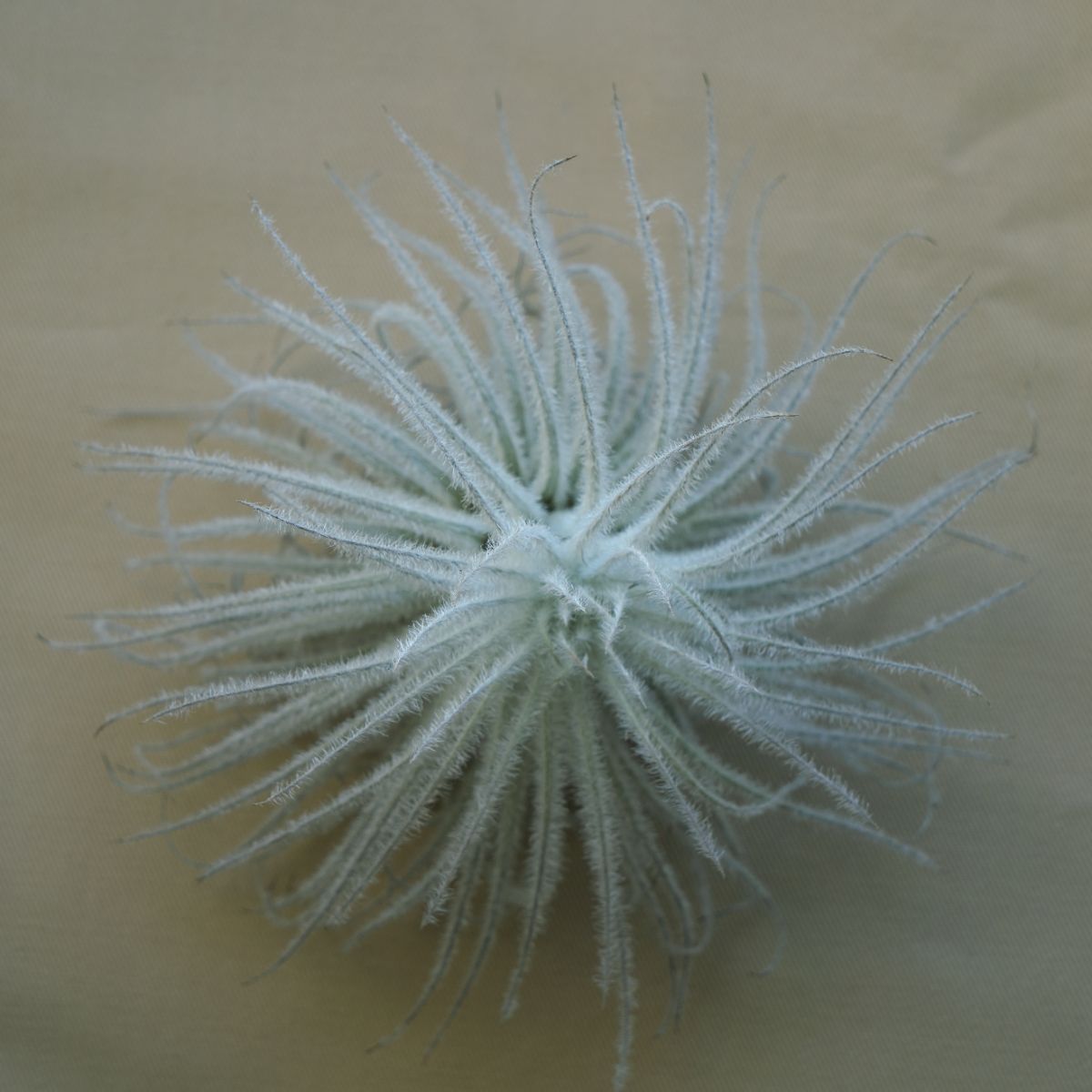 Tectorum air plant