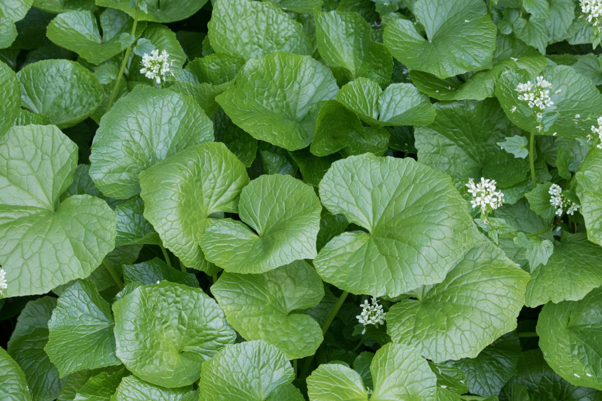 Tiny white flowers against green wasabi leaves