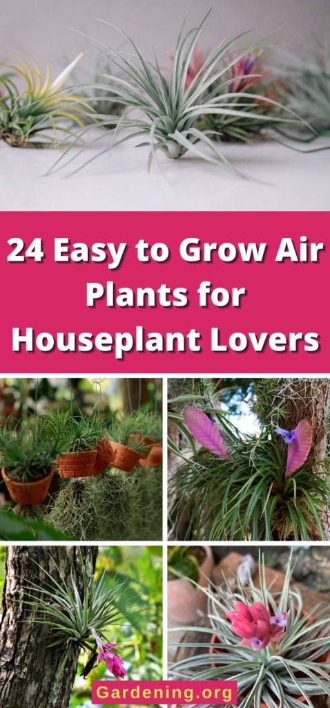 24 Easy to Grow Air Plants for Houseplant Lovers pinterest image.