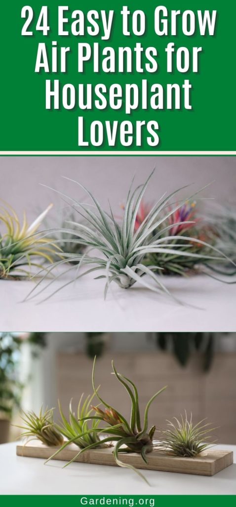 24 Easy to Grow Air Plants for Houseplant Lovers pinterest image.