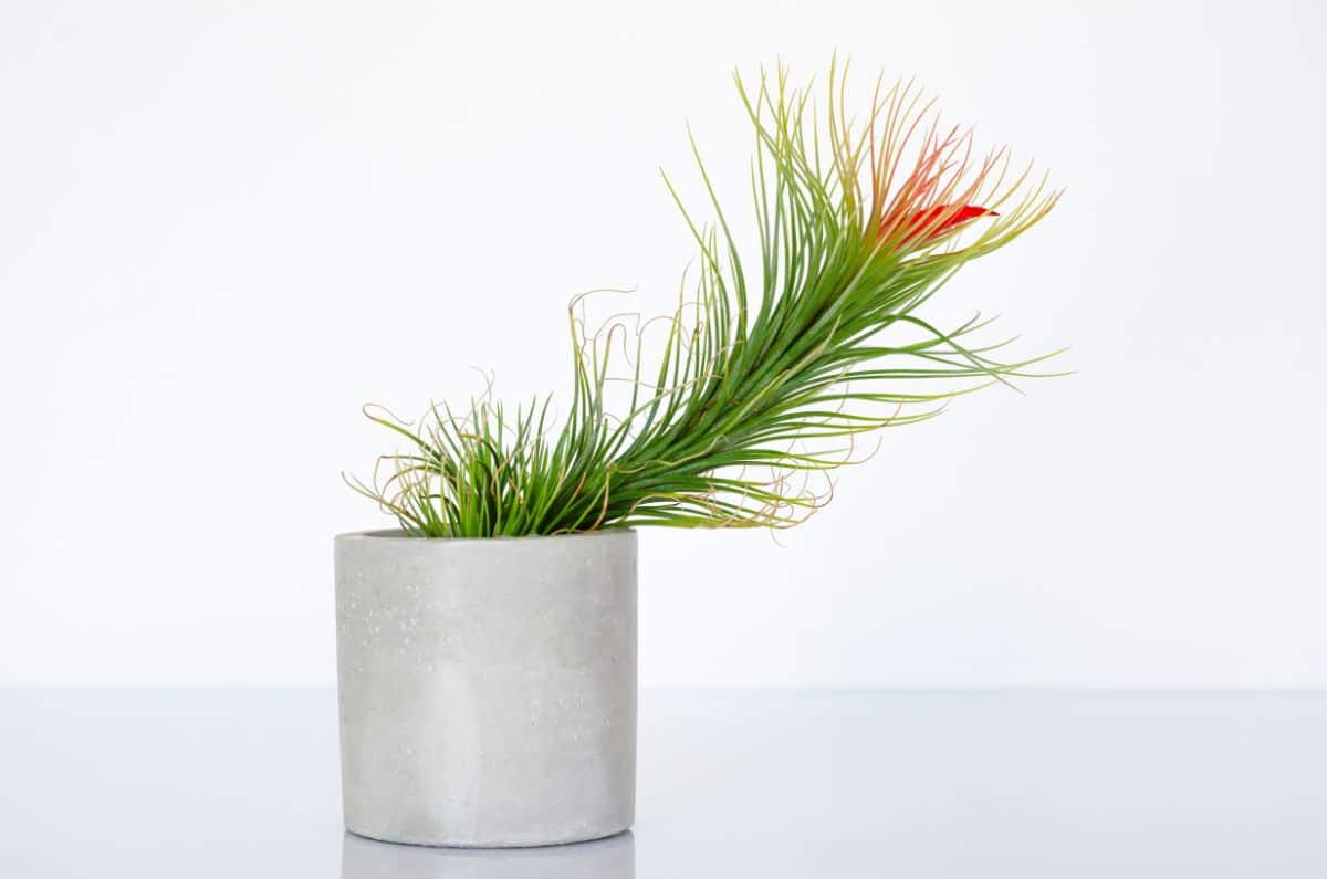 Funckiana air plant 