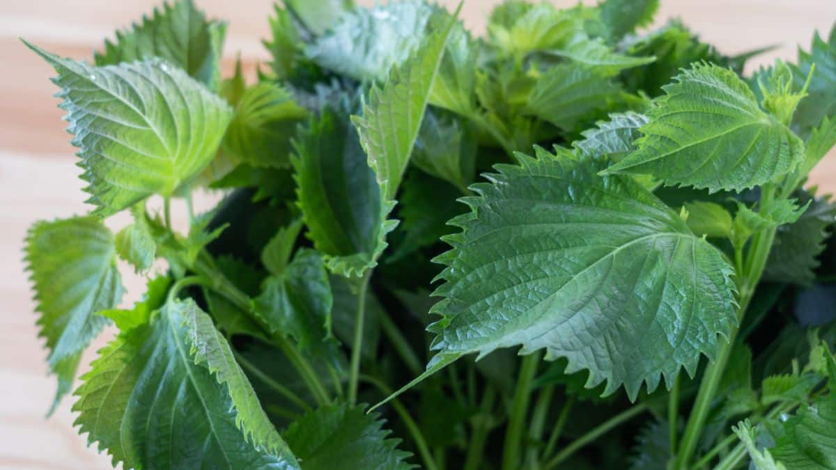 Serrated leaves of the shiso plant