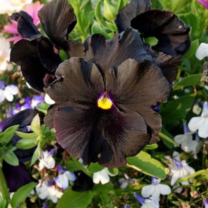 A closeup shot of a black pansy flower in the botanical garden.