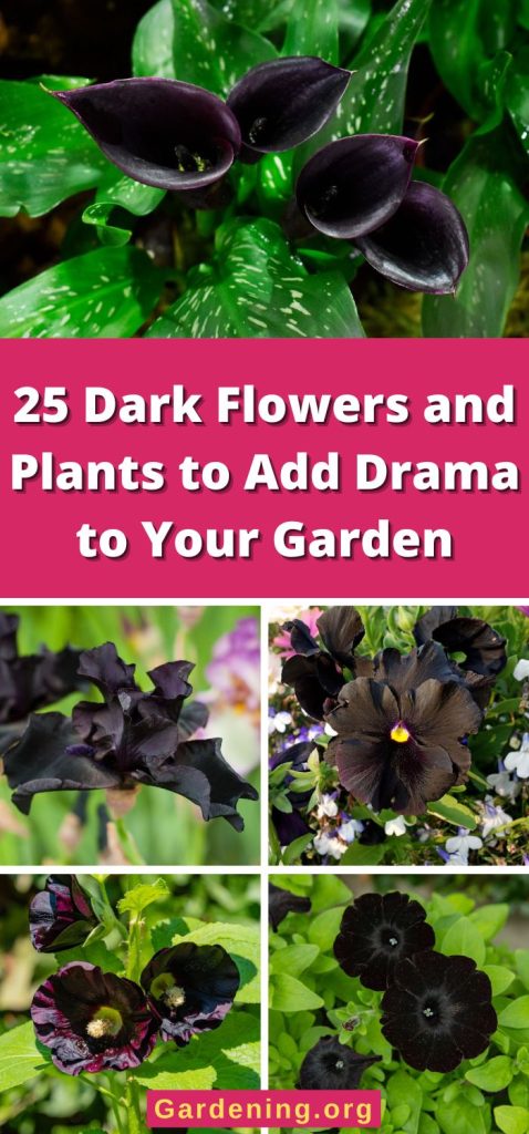 25 Dark Flowers and Plants to Add Drama to Your Garden pinterest image.