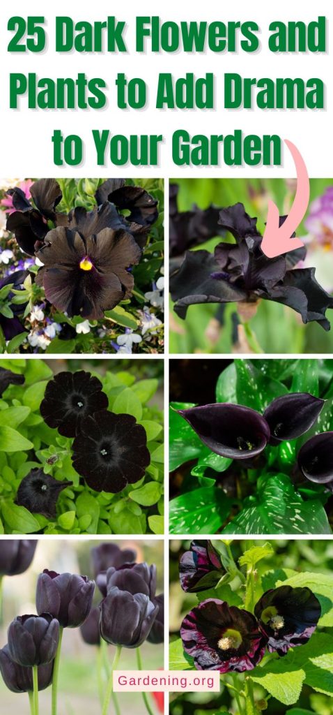 25 Dark Flowers and Plants to Add Drama to Your Garden pinterest image.