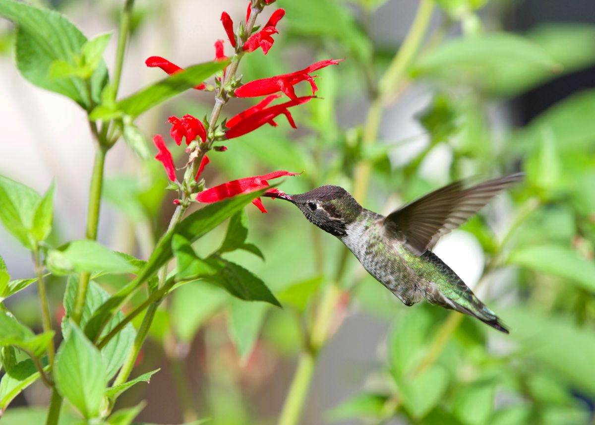 A hummingbird visits a pineapple sage plant