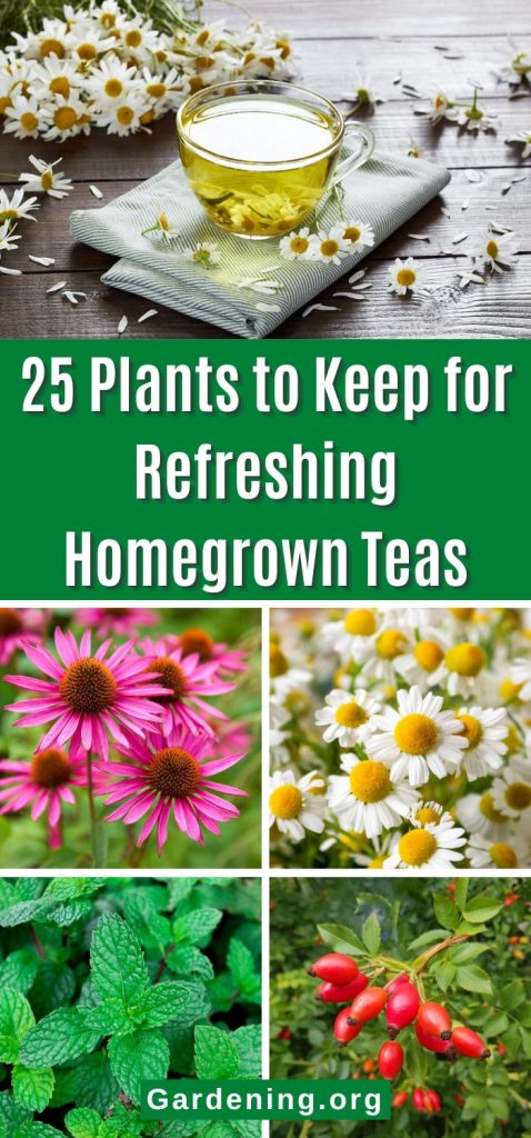25 Plants to Keep for Refreshing Homegrown Teas pinterest image.