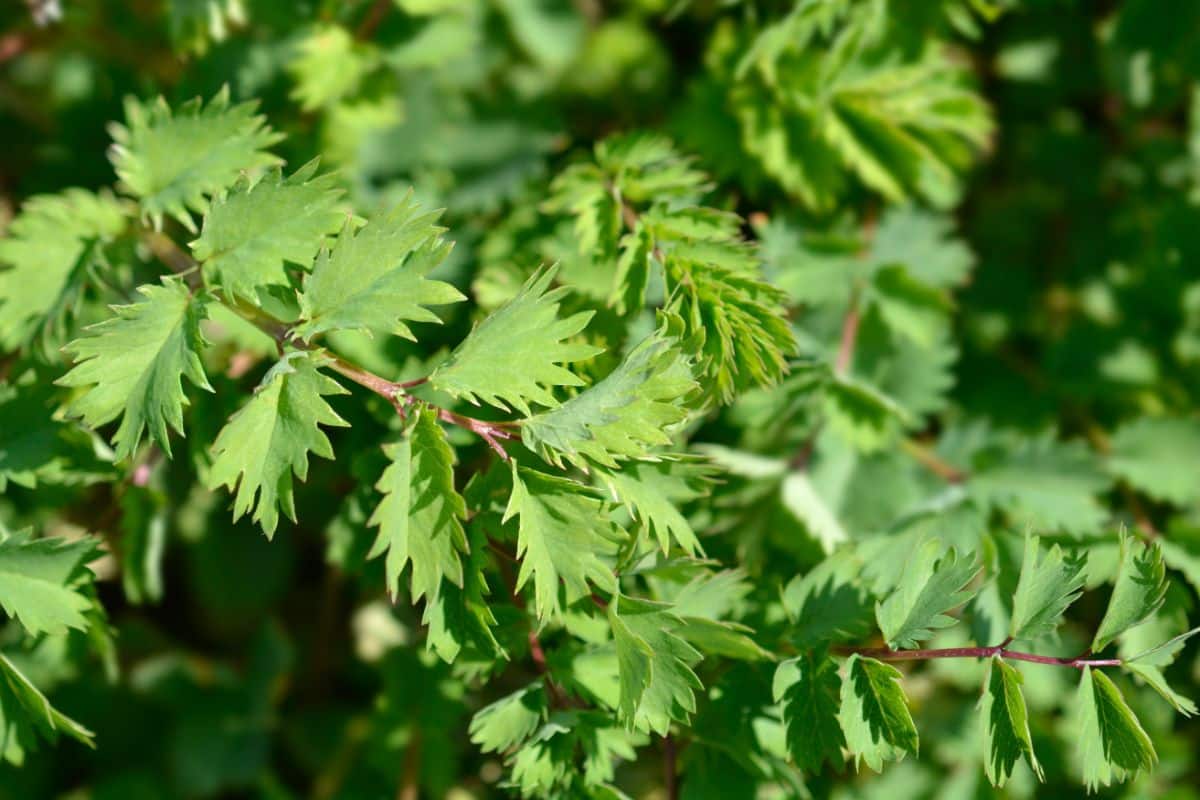 Salad burnet plant 