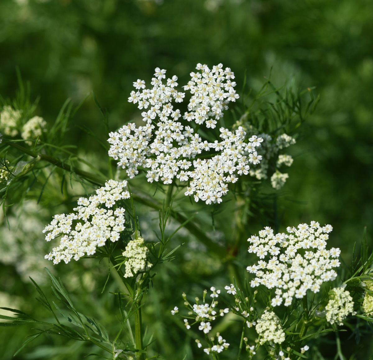White flowering anise plant