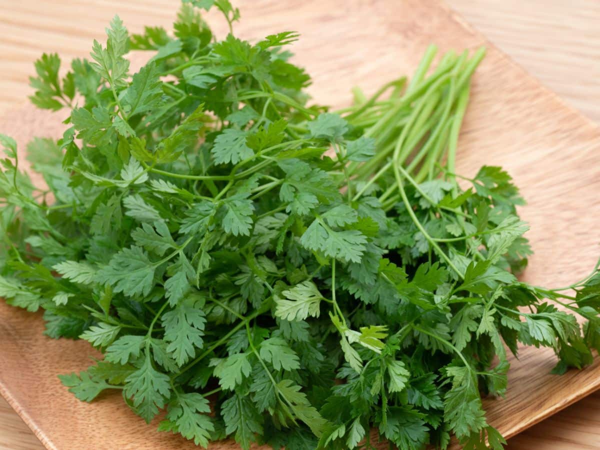 leafy stems of chervil on a table