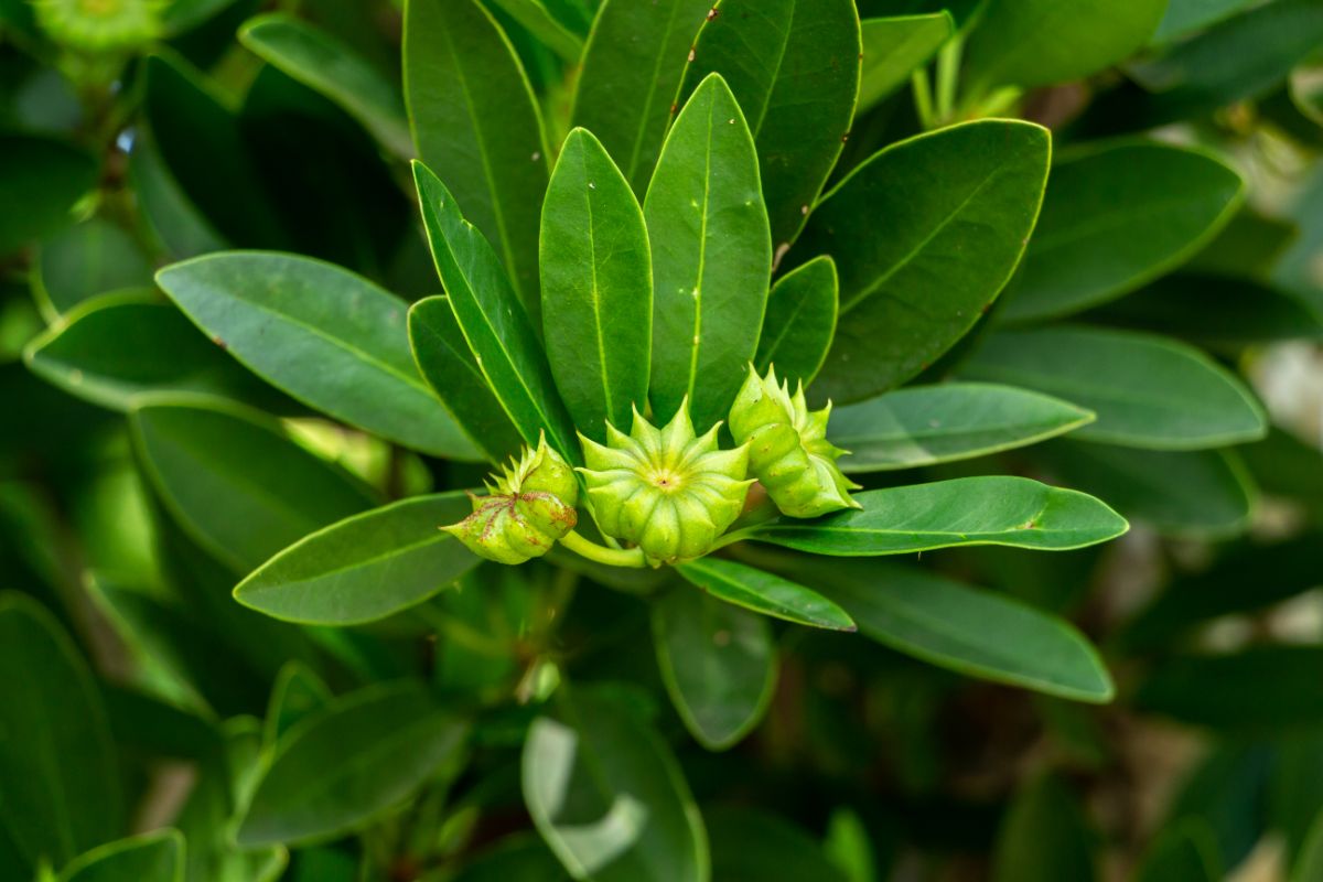 Buds on a star anise plant