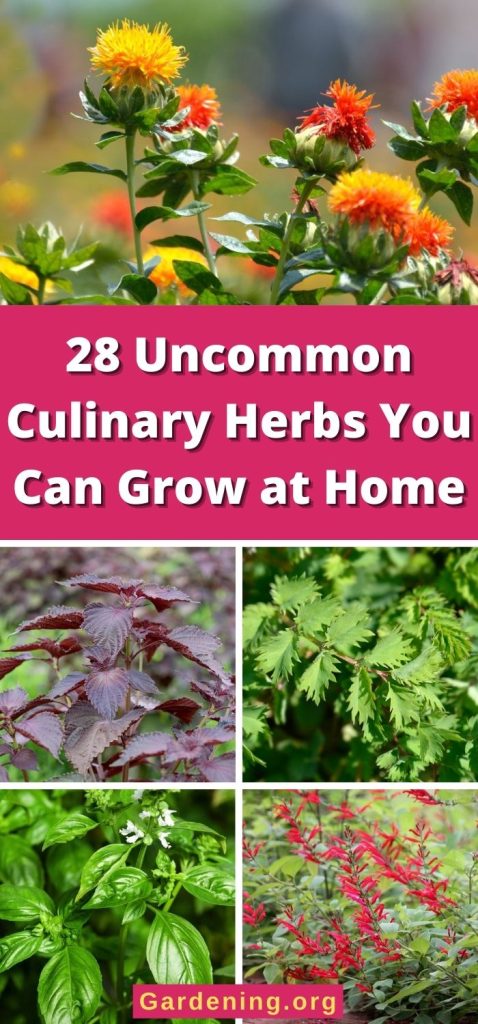 28 Uncommon Culinary Herbs You Can Grow at Home pinterest image.