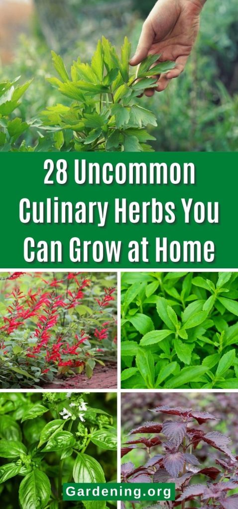28 Uncommon Culinary Herbs You Can Grow at Home pinterest image.