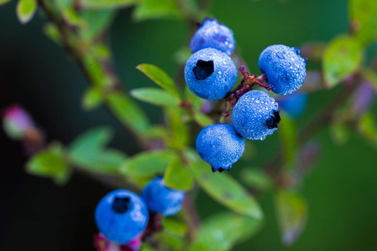 Fresh ripe blueberries covered in dew