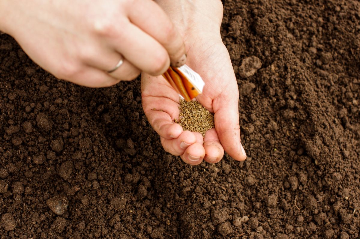 Direct sow carrots, do not start them indoors.