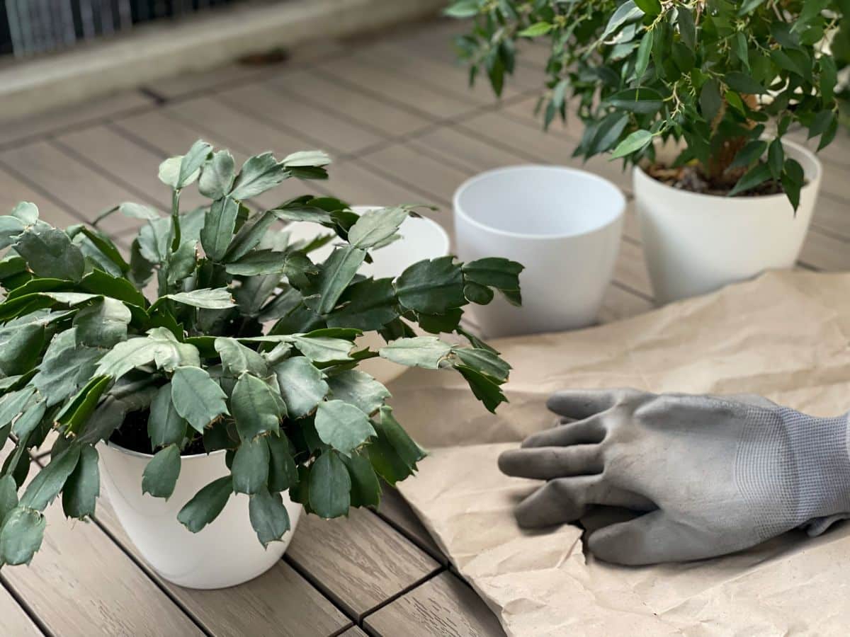 A Christmas cactus outgrowing its pot in need of repotting.