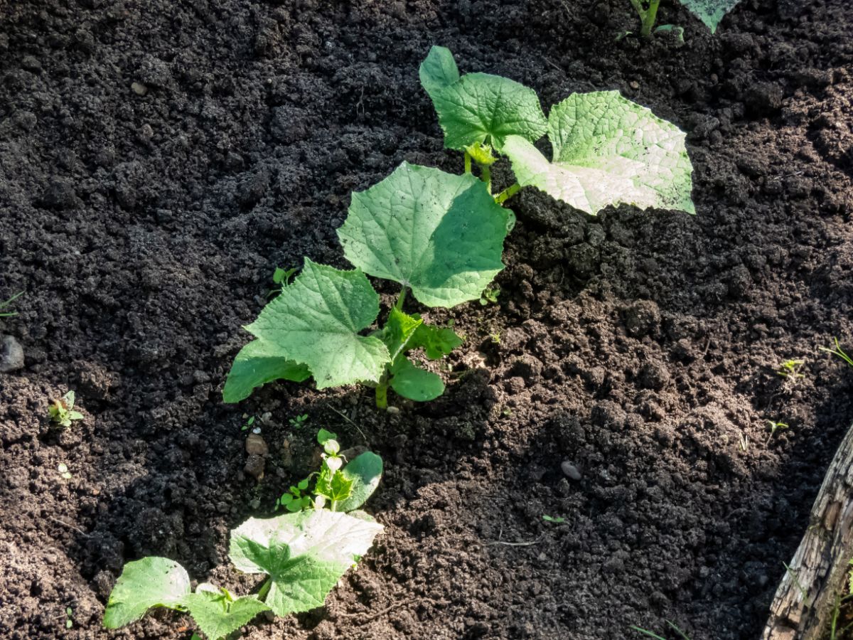 Cucumber plants grow in a garden