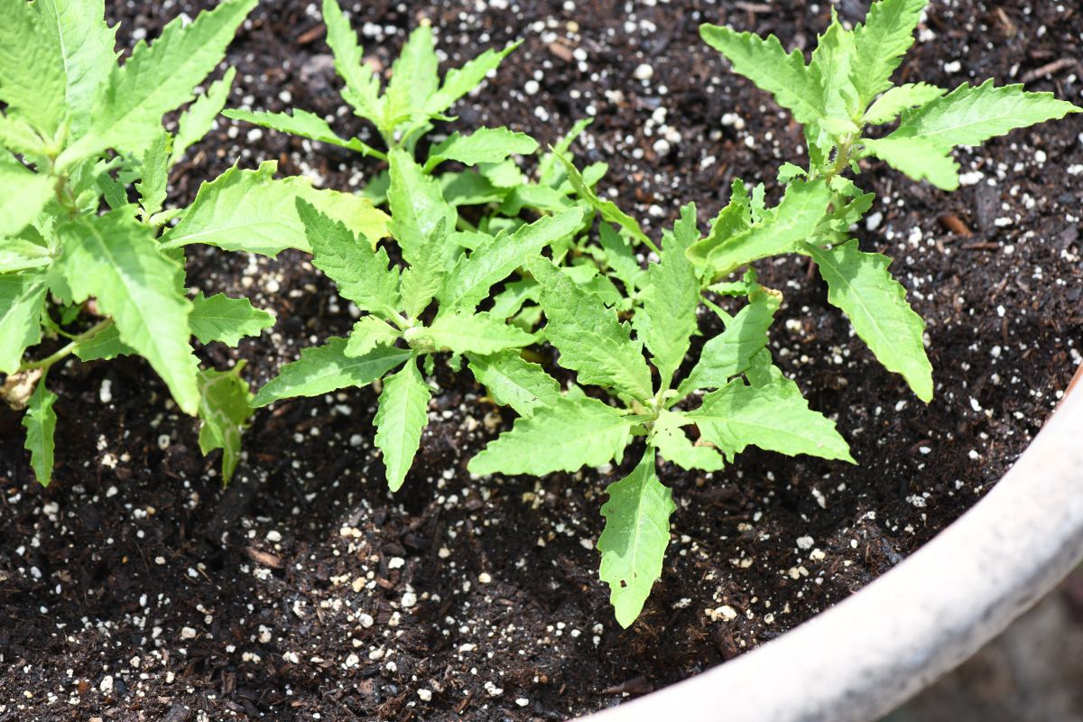 Young epazote plants in a pot