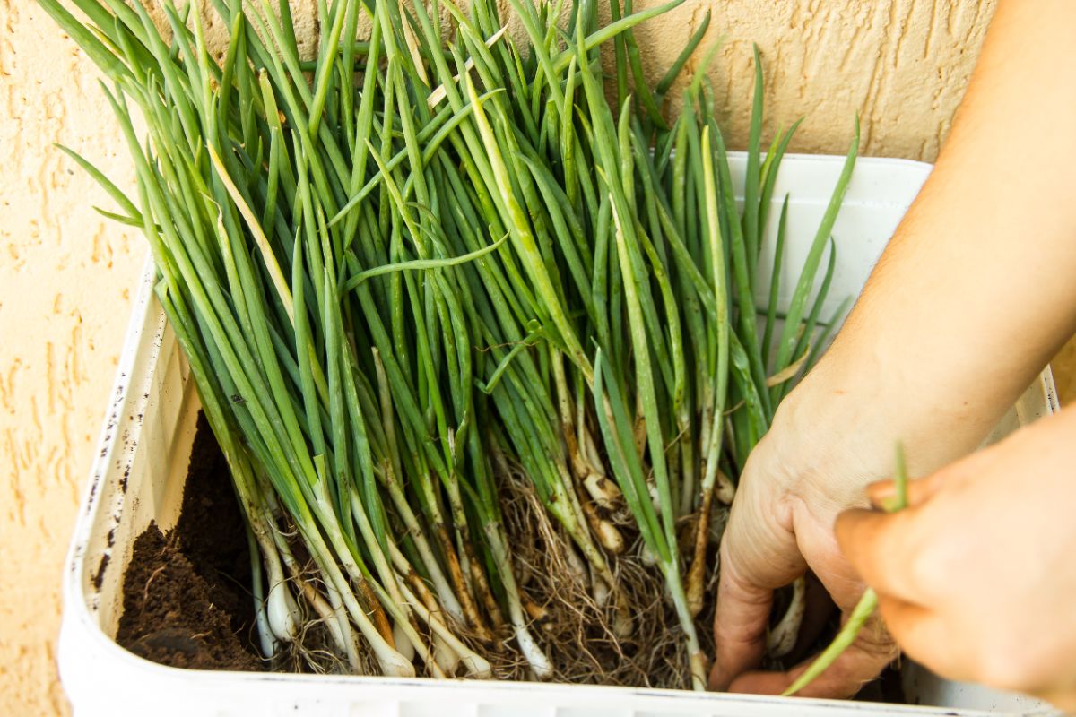 A container of well-grown onion transplants grown from seed.