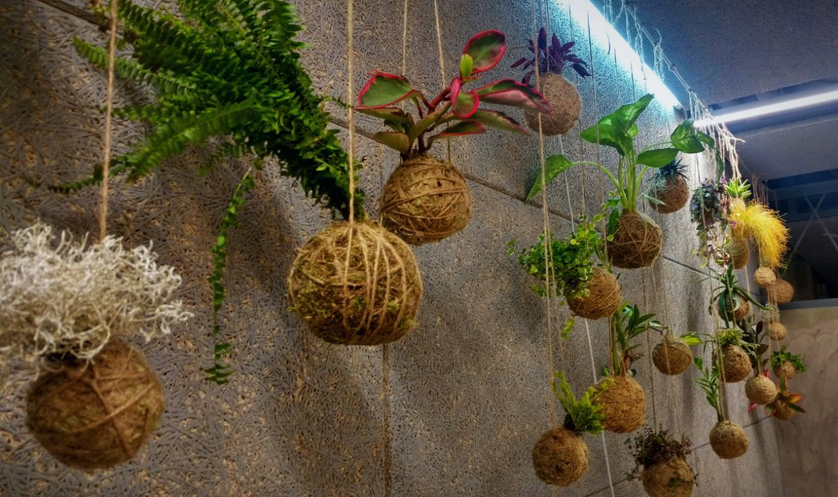 Kokedama bonsai hanging from strings