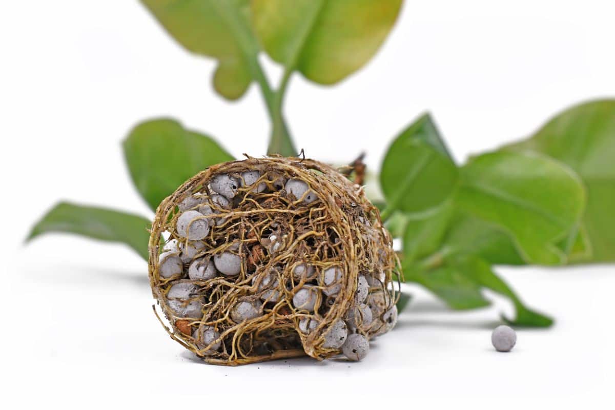 A plant root ball grown around LECA clay pebbles