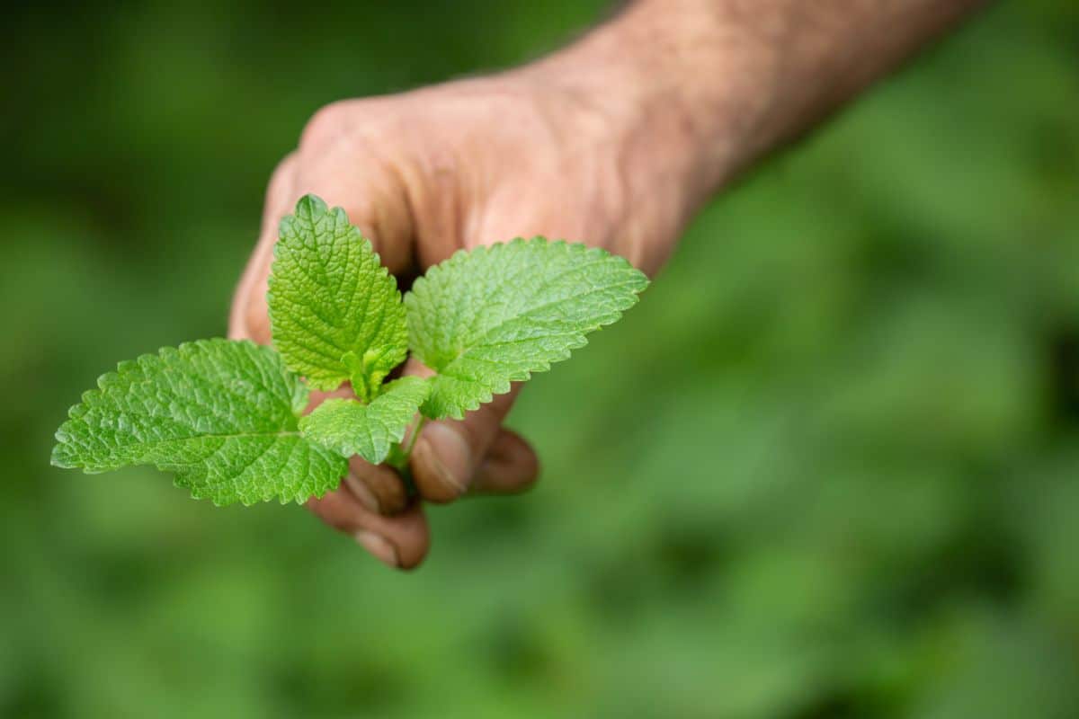 A cutting of lemon balm for rooting