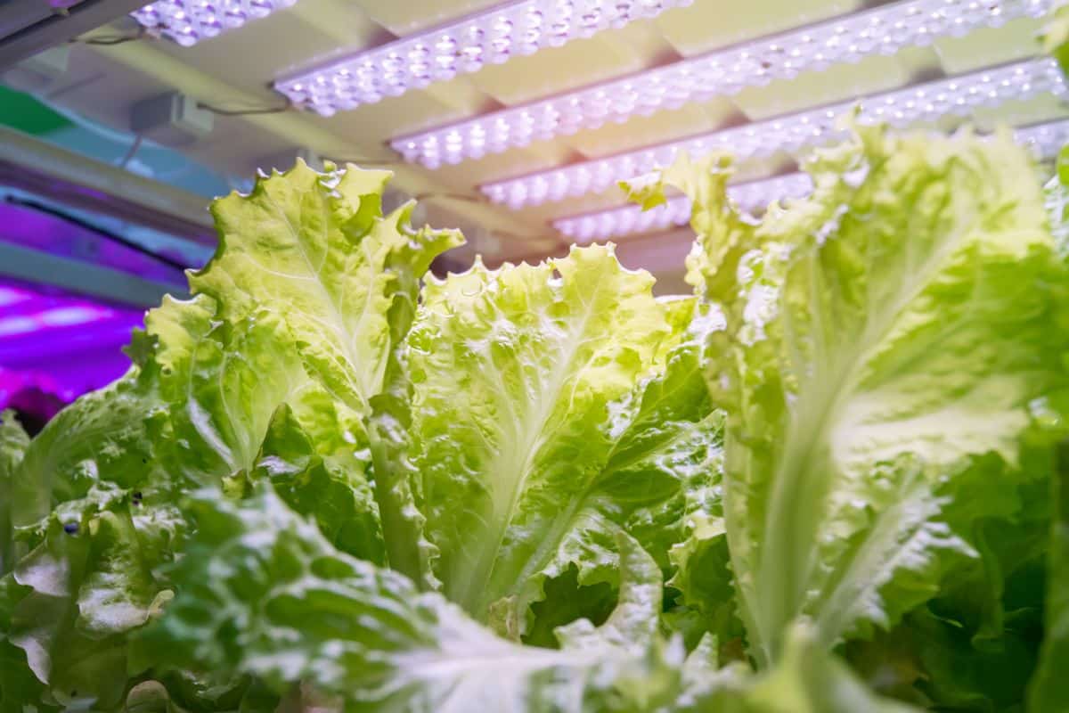 Lettuce transplants growing under grow lights