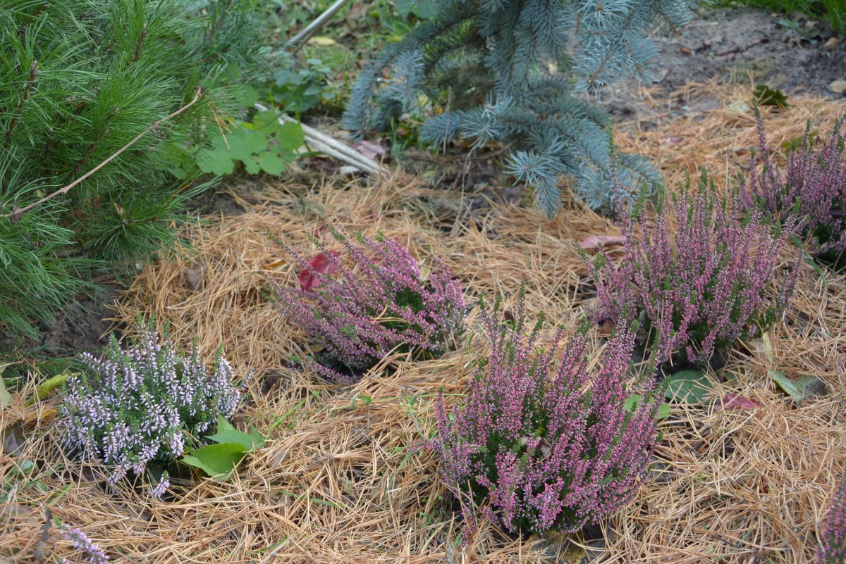 Pine needles used as winter mulch around perennials