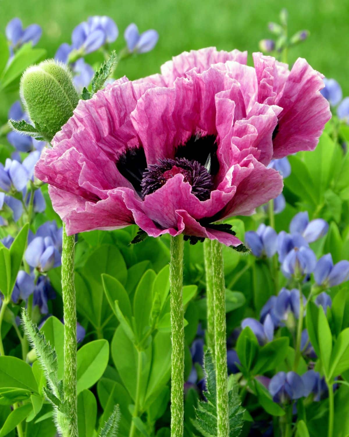 Deep pink colored oriental poppies started from seed