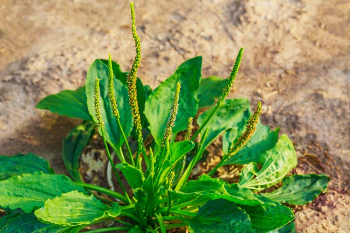 Common broadleaf plantain, an edible weed