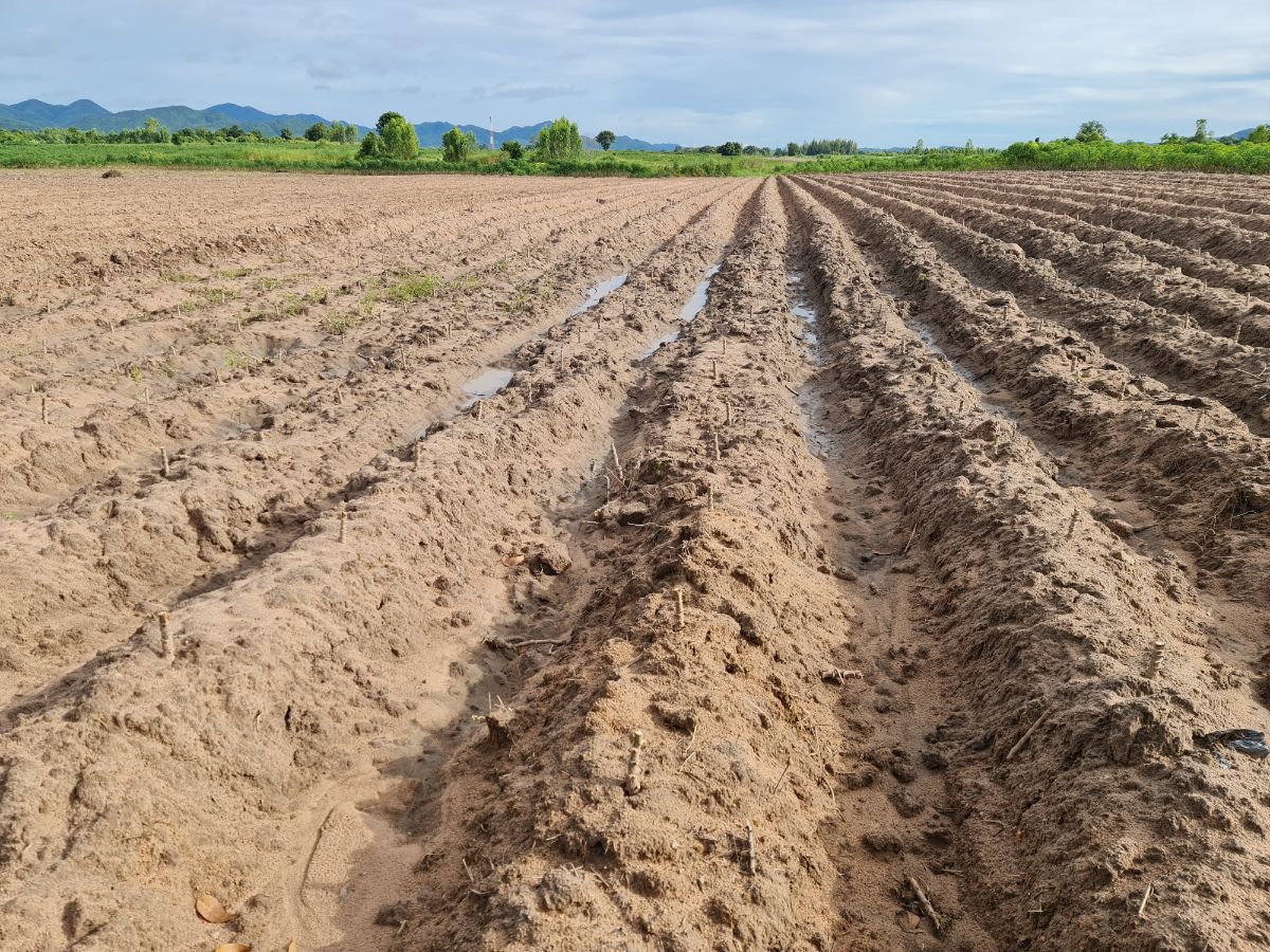 Plants and vegetables for sandy soil - amend sand to make it richer