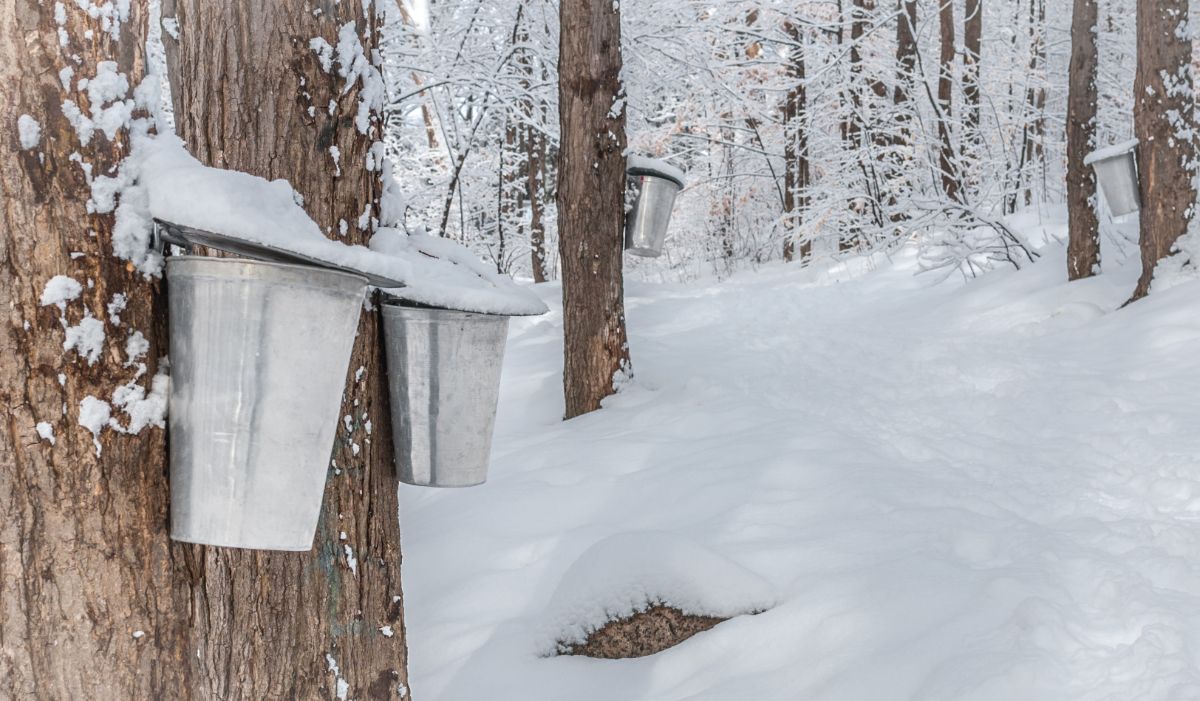 A sap bucket hangs on a maple tree