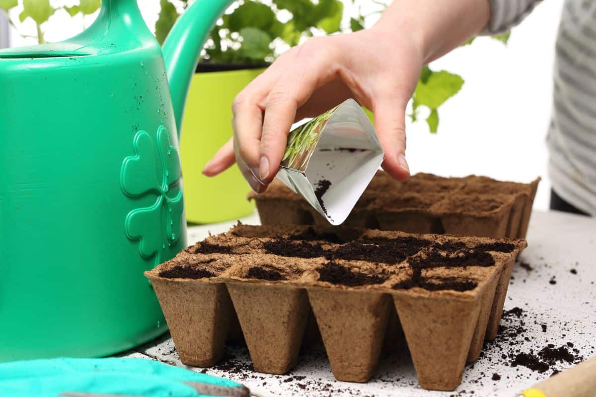 A gardener plants herb seed in peat pots.