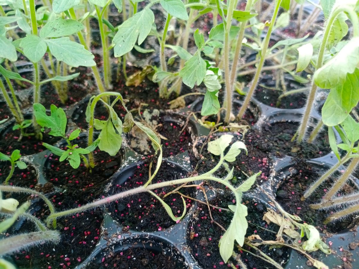 A tray of tomato seedling with some effected by damping off disease