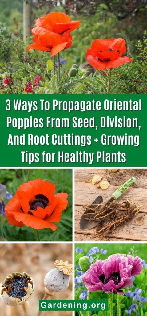 3 Ways To Propagate Oriental Poppies From Seed, Division, And Root Cuttings + Growing Tips for Healthy Plants pinterest image.