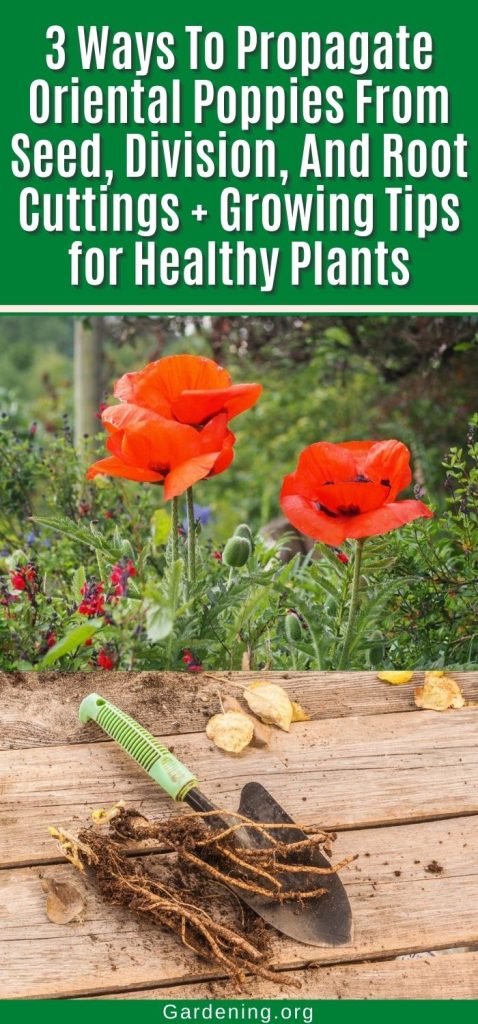 3 Ways To Propagate Oriental Poppies From Seed, Division, And Root Cuttings + Growing Tips for Healthy Plants pinterest image.