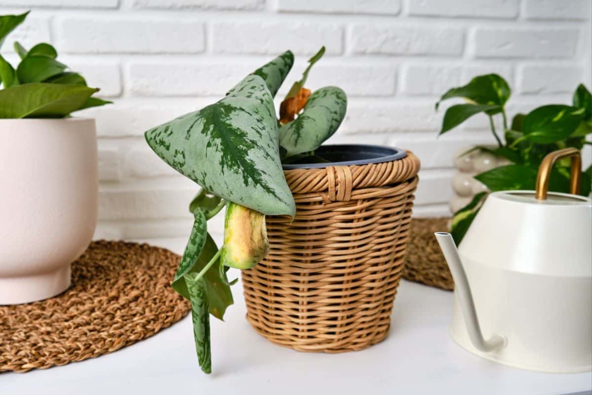 A newly repotted houseplant turning yellow and dying.