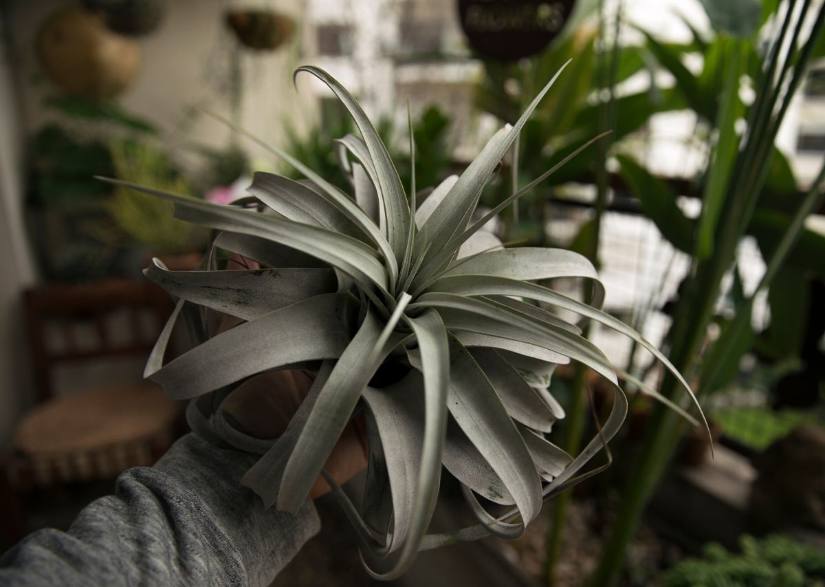 Xerographica aka King of Tillandsia air plant