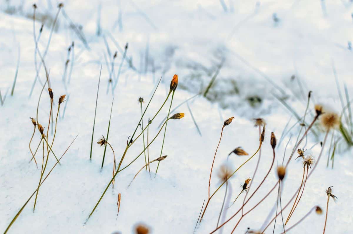 Perennial plant stems covered in a layer of insulating, fertilizing snow.