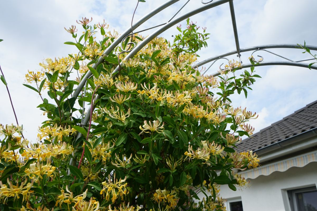 Vining honeysuckle plants will take well to propagating by layering